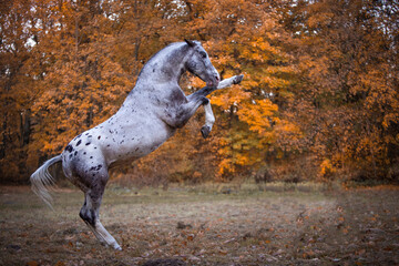 koń maści tarantowatej który wspina się na tle jesiennych drzew 