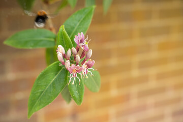 closeup of beautiful goldflame honeysuckle flower (Lonicera × heckrottii) in summer bloom