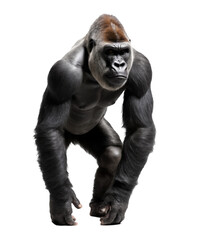 Majestic Gorilla in transparent background PNG