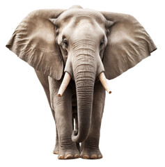 Majestic elephant on transparent background, PNG