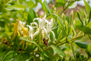 closeup of beautiful goldflame honeysuckle flower (Lonicera × heckrottii) in summer bloom