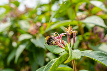 closeup of beautiful goldflame honeysuckle flower (Lonicera &times; heckrottii) in summer bloom