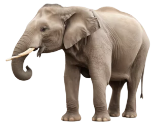  Majestic elephant isolated on white on transparent background © prasanth