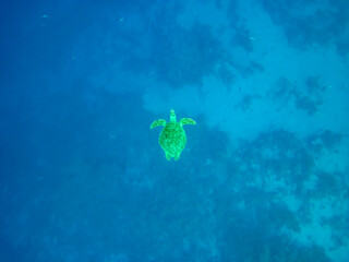 Eretmochelys imbricata in the expanses of the Red Sea coral reef