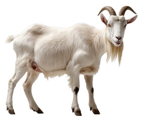 Majestic goat on a transparent background. PNG