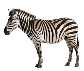 Fototapeta premium Beautiful zebra on transparent background, PNG
