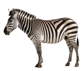 Foto op Plexiglas Beautiful zebra on transparent background, PNG © prasanth
