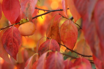 albero di caco in autunno