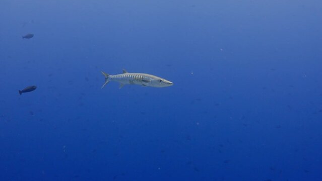 Single Barracuda in the Blue, filmed underwater in the pass of Tiputa in the Atoll of Rangiroa, in the French Polynesia in the middle of the South Pacific