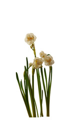 Small white cultured narcissus flowers  isolated on a transparent background.