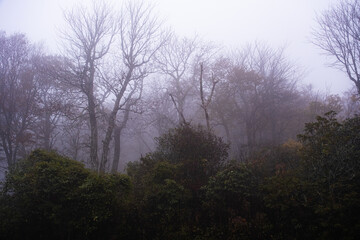 trees in the fog