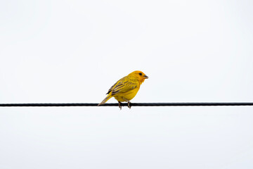 Canário da Terra. Grassland Yellow Finch. Sicalis flaveola - obrazy, fototapety, plakaty