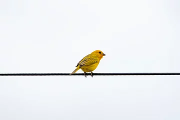 Fotobehang Canário da Terra. Grassland Yellow Finch. Sicalis flaveola © casimiro