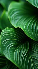 Obraz premium Padrões vívidos de folhas de Acalypha em macro fotografia