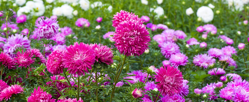 Beautiful flowerbed with blooming asters. Wide photo.