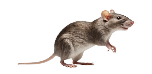 Rat or mouse on transparent background, PNG