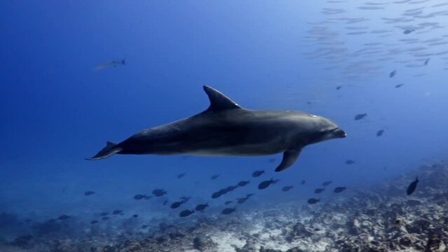 Dolphins in close up view, filmed underwater in the pass of Tiputa in the atoll of Rangiroa in the French Polynesia in the middle of the South Pacific