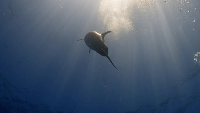 Dolphins in close up view, filmed underwater in the pass of Tiputa in the atoll of Rangiroa in the French Polynesia in the middle of the South Pacific