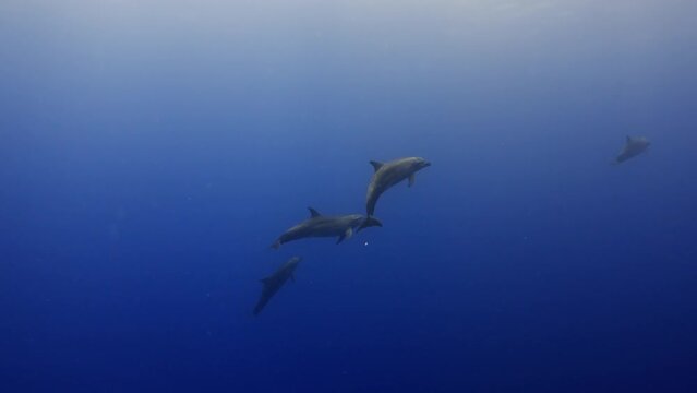 Dolphins in close up view, filmed underwater in the pass of Tiputa in the atoll of Rangiroa in the French Polynesia in the middle of the South Pacific