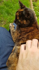 Obraz premium Tortoiseshell cat