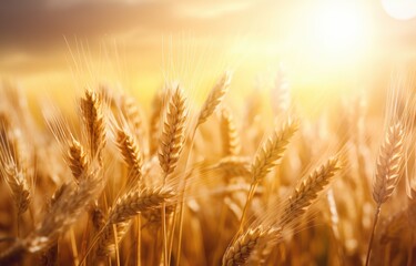 a grain field with sunlight over it,