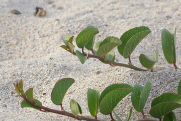 Branches with folded leaves over sand ripples, well lit, macro