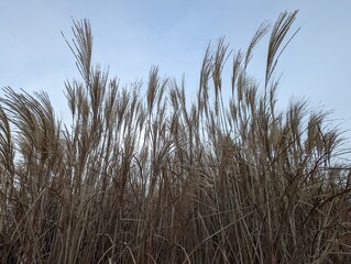 Golden Grain  against a foggy blue sky