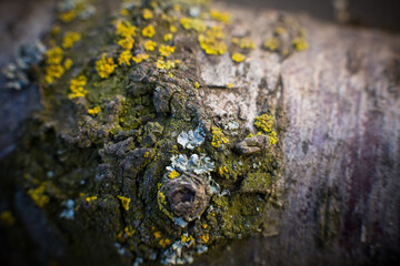 Surface of old tree bark, tree bark texture