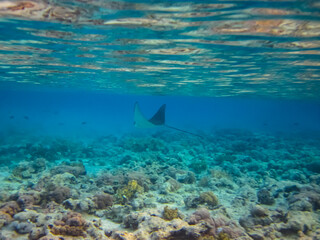 Eagle ray in the expanses of the coral reef of the Red Sea