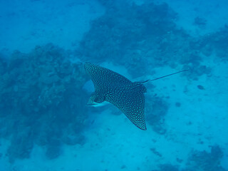 Fototapeta premium Eagle ray in the expanses of the coral reef of the Red Sea