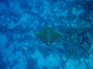 Eagle ray in the expanses of the coral reef of the Red Sea