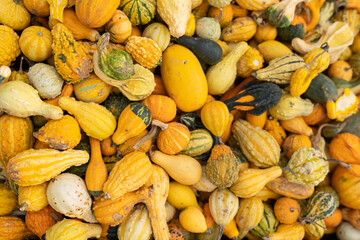 Halloween anticipation at the autumn festival: a colorful heap of pumpkins. Vibrant, festive, and...