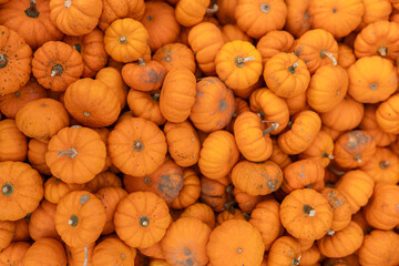 Halloween anticipation at the autumn festival: a colorful heap of pumpkins. Vibrant, festive, and...
