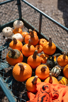 Halloween anticipation at the autumn festival: a colorful heap of pumpkins. Vibrant, festive, and perfect for the season's spirit.