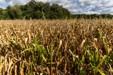 Golden autumn field with nearly dried cornstalks, a serene portrayal of the harvest's end. Nature's...