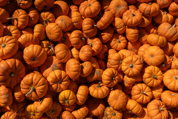 Halloween anticipation at the autumn festival: a colorful heap of pumpkins. Vibrant, festive, and...