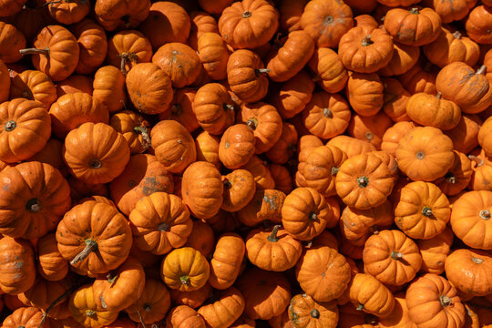 Halloween anticipation at the autumn festival: a colorful heap of pumpkins. Vibrant, festive, and perfect for the season's spirit.
