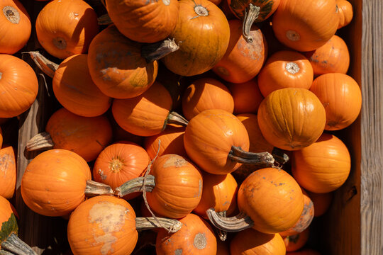 Halloween anticipation at the autumn festival: a colorful heap of pumpkins. Vibrant, festive, and perfect for the season's spirit.