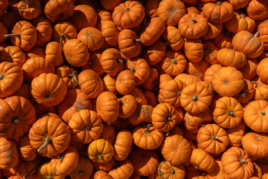 Halloween anticipation at the autumn festival: a colorful heap of pumpkins. Vibrant, festive, and perfect for the season's spirit.