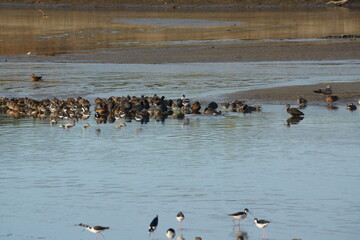 Group of varied waterfowl in floating in large pond, example of biological diversity