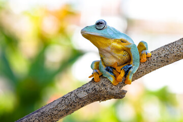 Wallace's flying frog (Rhacophorus nigropalmatus), also known as the gliding frog or the Abah River flying frog