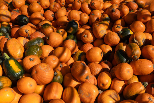 Halloween anticipation at the autumn festival: a colorful heap of pumpkins. Vibrant, festive, and perfect for the season's spirit.