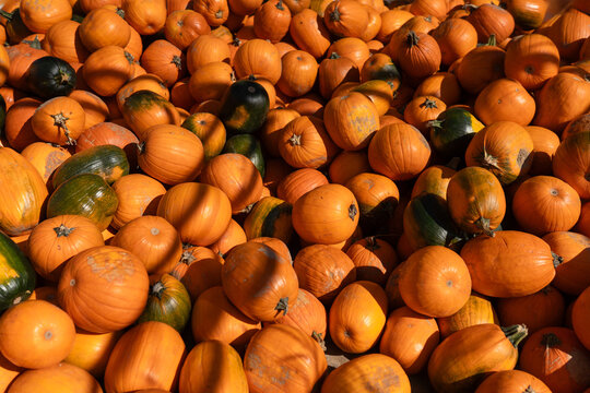 Halloween anticipation at the autumn festival: a colorful heap of pumpkins. Vibrant, festive, and perfect for the season's spirit.