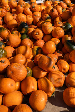 Halloween anticipation at the autumn festival: a colorful heap of pumpkins. Vibrant, festive, and perfect for the season's spirit.
