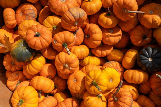 Halloween anticipation at the autumn festival: a colorful heap of pumpkins. Vibrant, festive, and perfect for the season's spirit.