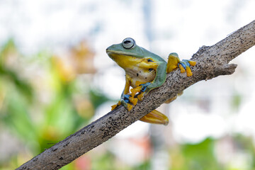 Wallace's flying frog (Rhacophorus nigropalmatus), also known as the gliding frog or the Abah River flying frog