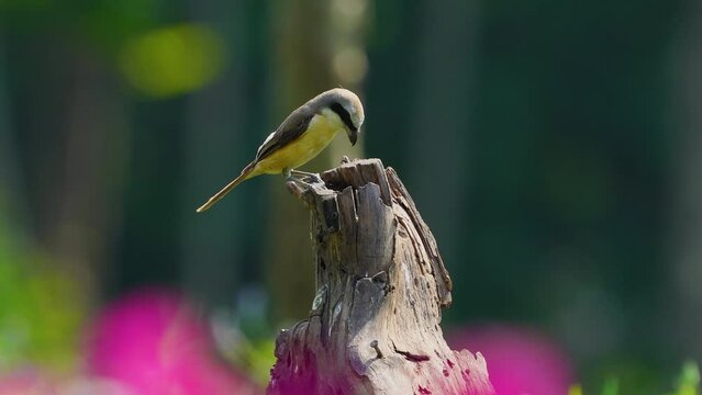 Long-tailed Shrike ( Lanius schach )  birdwatching in the forest