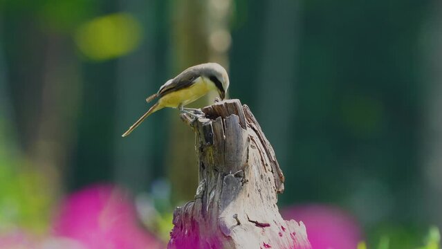 Long-tailed Shrike ( Lanius schach )  birdwatching in the forest