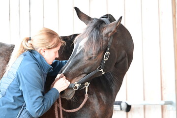 Pferdeosteopathie. Junge Tierärztin behandelt braunes Pferd osteopathisch