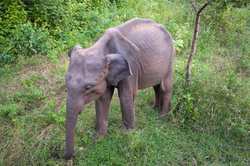 Indian Elephant in Sri Lanka